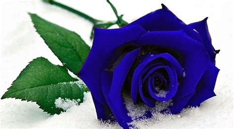 Beautiful Blue Rose Desktop Wallpapers Wallpaper Cave