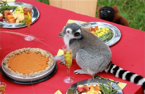 A Thanksgiving Feast For Lemurs