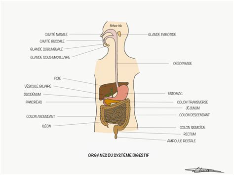 Organes du système digestif Fiches IDE