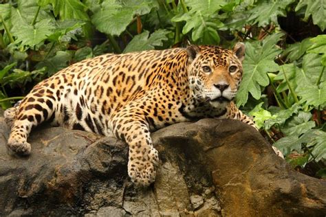 Mexico, central america into south america. Jaguar Spirit Animal