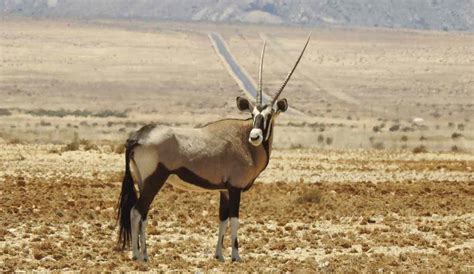 Ultimate Guide For New Mexico Oryx Hunt Of 2023 2024 Get Ready For The