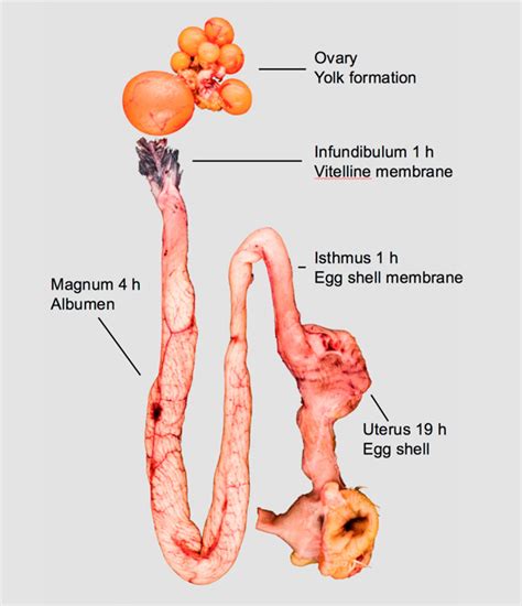 an egg a day the physiology of egg formation lohmann breeders