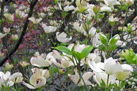 In early spring, white flowers cover this low branching tree. Dogwood Tree Blossoms Queen of Flowering Trees