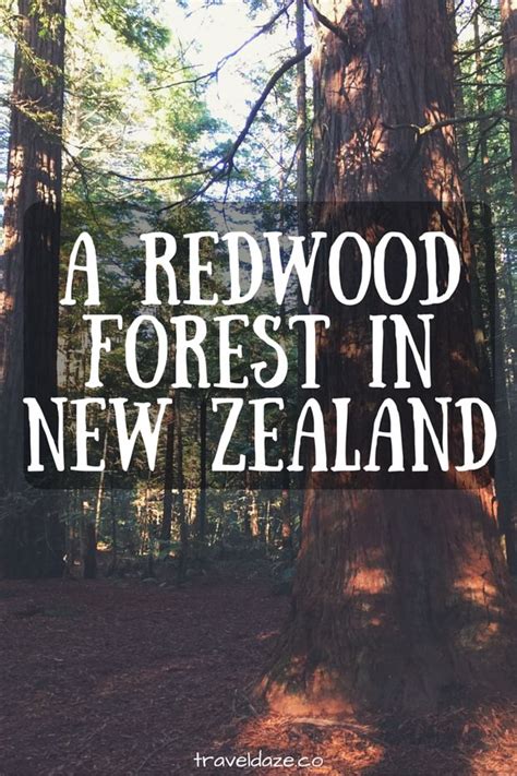 Rotorua Redwoods A Redwood Forest In New Zealand New Zealand Travel
