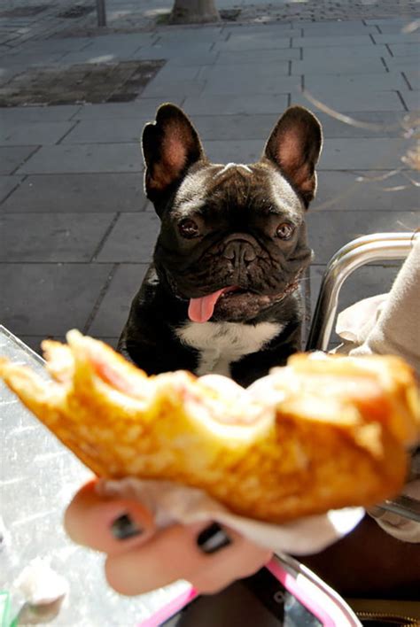 25 Funny Dogs That Are Begging For Food Bouncy Mustard