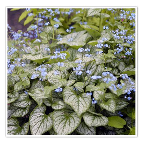 Brunnera Jack Frost Siberian Bugloss Shop Sugar Creek Gardens