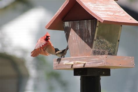 6 Cardinal Birdhouse Plans You Can Build Today With Pictures House