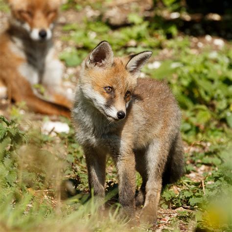 Последние твиты от fox (@foxtv). fox cub | Everything is Permuted - Stay Home Save Lives