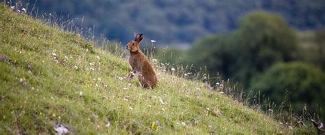 Category Irish Hare Wildedges