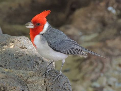 Red Crested Cardinal Focusing On Wildlife