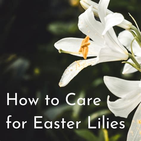 A Basic Guide To Easter Lily Care Dengarden