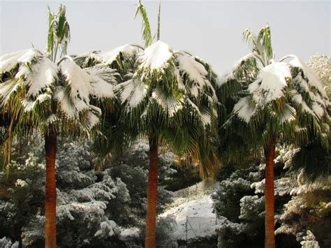 Snowy Palm Trees Beautiful Islands Majorca Palm Trees