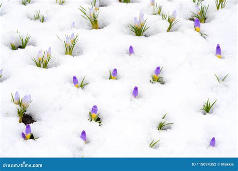 Crocus Flowers In Snow In Early Spring Stock Photo Image Of