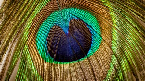 X X Patterns Peacock Feathers Texture Beautiful Coolwallpapers Me