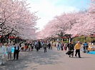 上野恩賜公園の桜 | 東京とりっぷ