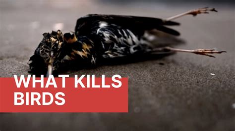 What Kills Birds Causes Of Bird Mortality Youtube