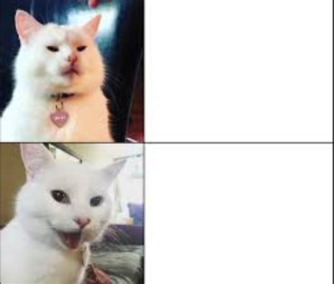 Smudge The Cat Meme Generator Well Youre In Luck Because Here They