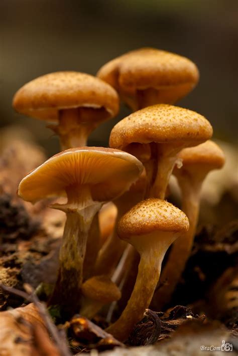 Honey Mushroom Armillaria Ostoyae Stuffed Mushrooms Edible