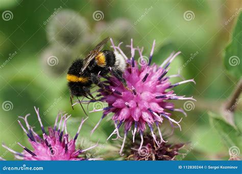 Macro View Of Caucasian Bumblebee Bombus Lucorum On Purple Bloom Stock