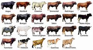 Hereford Cattle Weight Chart