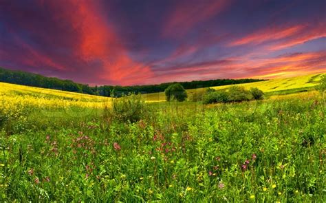 Colorful Blossom Field In The Summer Stock Image Colourbox