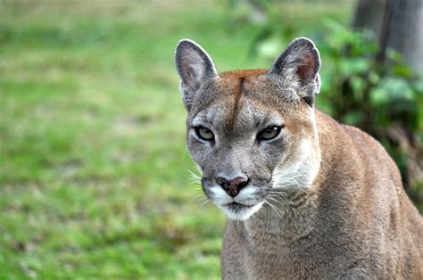 Eastern Cougars Declared Extinct After Vanishing Over 75