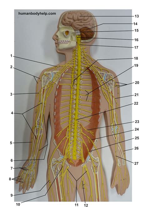 Nerves Plaque Man Upper Human Body Help