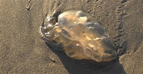 Deadly Box Jellyfish Return To Cocoa Beach