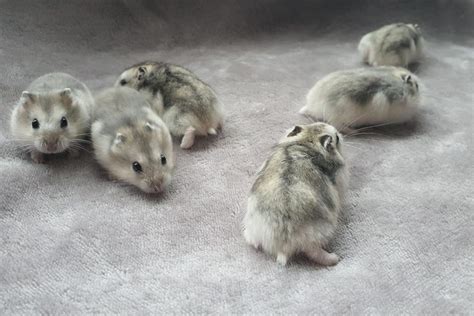 A Guide To Various Kinds Of Dwarf Hamsters Hamster Spruce