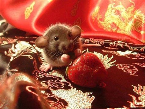 Cute Animals Eating Strawberry Cute Animals Pet Rats Cute Rats