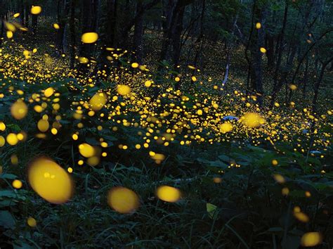 Photo Of The Day National Geographic Photo Contest Firefly