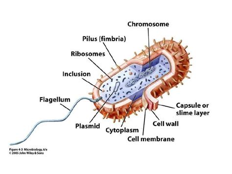 What are the 4 main parts of a cell? Bacterial Cell