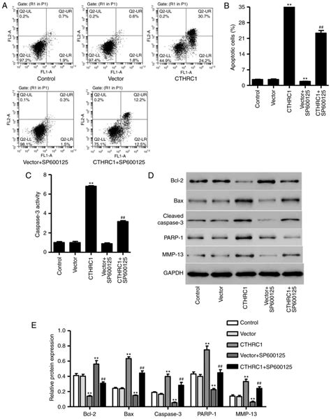 cthrc1 mediates il‑1β‑induced apoptosis in chondrocytes via jnk1 2 signaling
