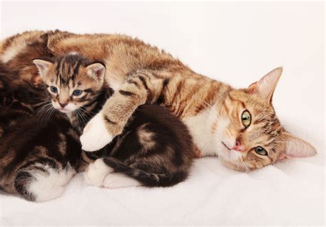 Mother Cat And Kittens Gallery