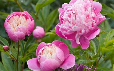The outstanding arrangements of the lush delicate touch and the belle petite fleur of sweet tea, will bring happiness and joy to the special one in your life. Peonies: more, better and bigger flowers for colour in ...