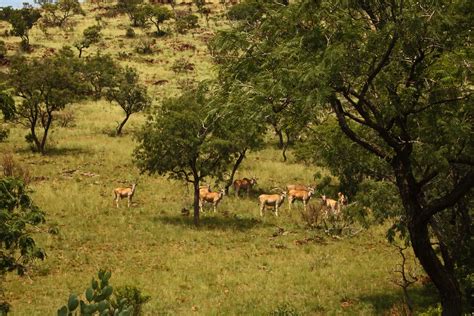 Group Of Eland In Open Woodland Free Stock Photo Public Domain Pictures