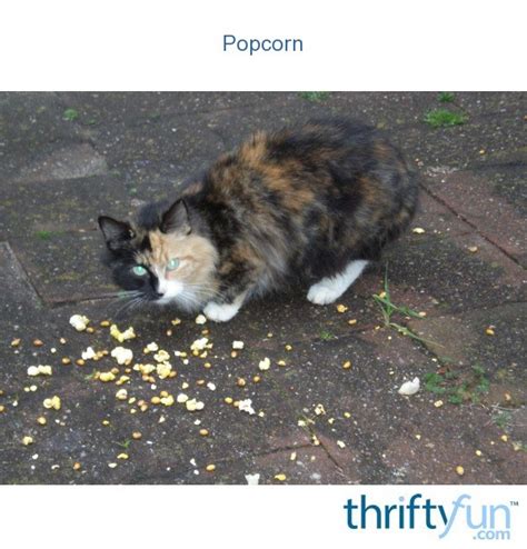 Popcorn Cat Thriftyfun