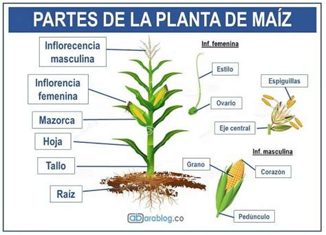 Partes De La Planta De Maiz Ara Blog