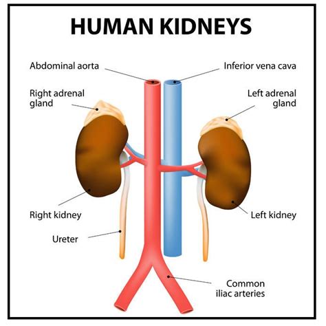 Photo Of The Human Kidneys Hypogal Website