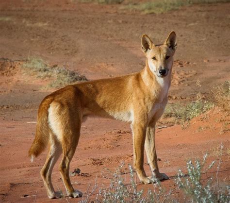 Amazing And Crazy Facts About Dingoes Page 2 Animal Encyclopedia