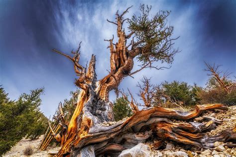 Ancient Bristlecone Pine Forest Bishop Visitor