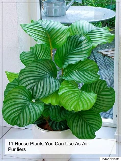 5 Easy Care Indoor Plants That Clean Your Home Plants Inside Plants