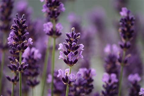 How To Make Lavender With Flower Paste A Glug Of Oil