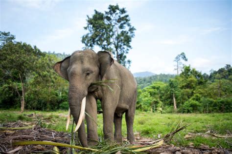 Sumatra Elephant Stock Photos Pictures And Royalty Free Images Istock