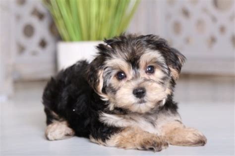 See more of puppies for sale in ohio on facebook. Adorable Puppies for Sale in Ohio | Puppies Online