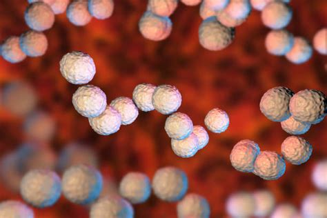 Streptococcus Viridans Stock Photos Pictures And Royalty Free Images