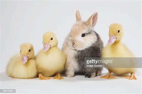 Kitten And Duckling Photos And Premium High Res Pictures Getty Images