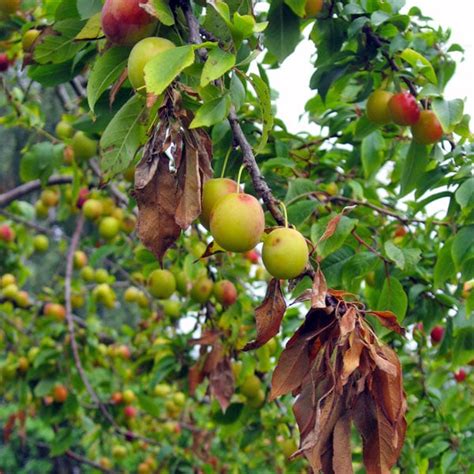 Early blight can affect seedlings but is generally observed on older plants and is especially severe on. Growing Pains | Mersey Gardens