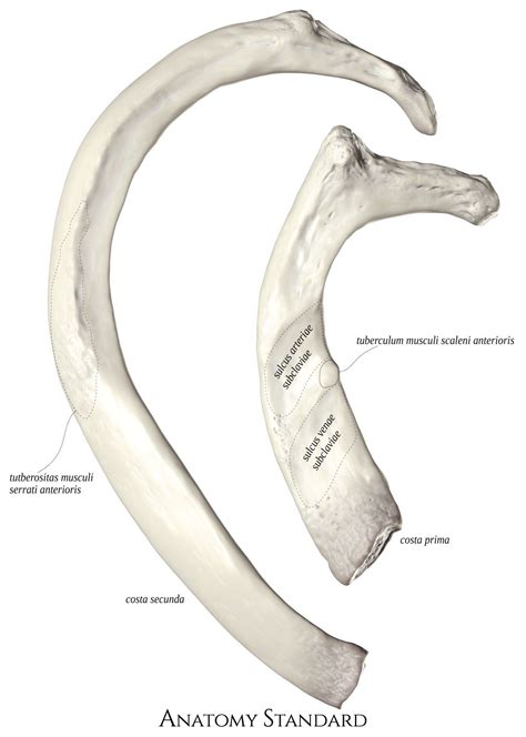 1st And 2nd Rib Anatomy Bones Body Anatomy Human Ribs