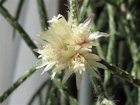 She has years of experience in caring for flowers and plants. How to Grow Rhipsalideae Plants